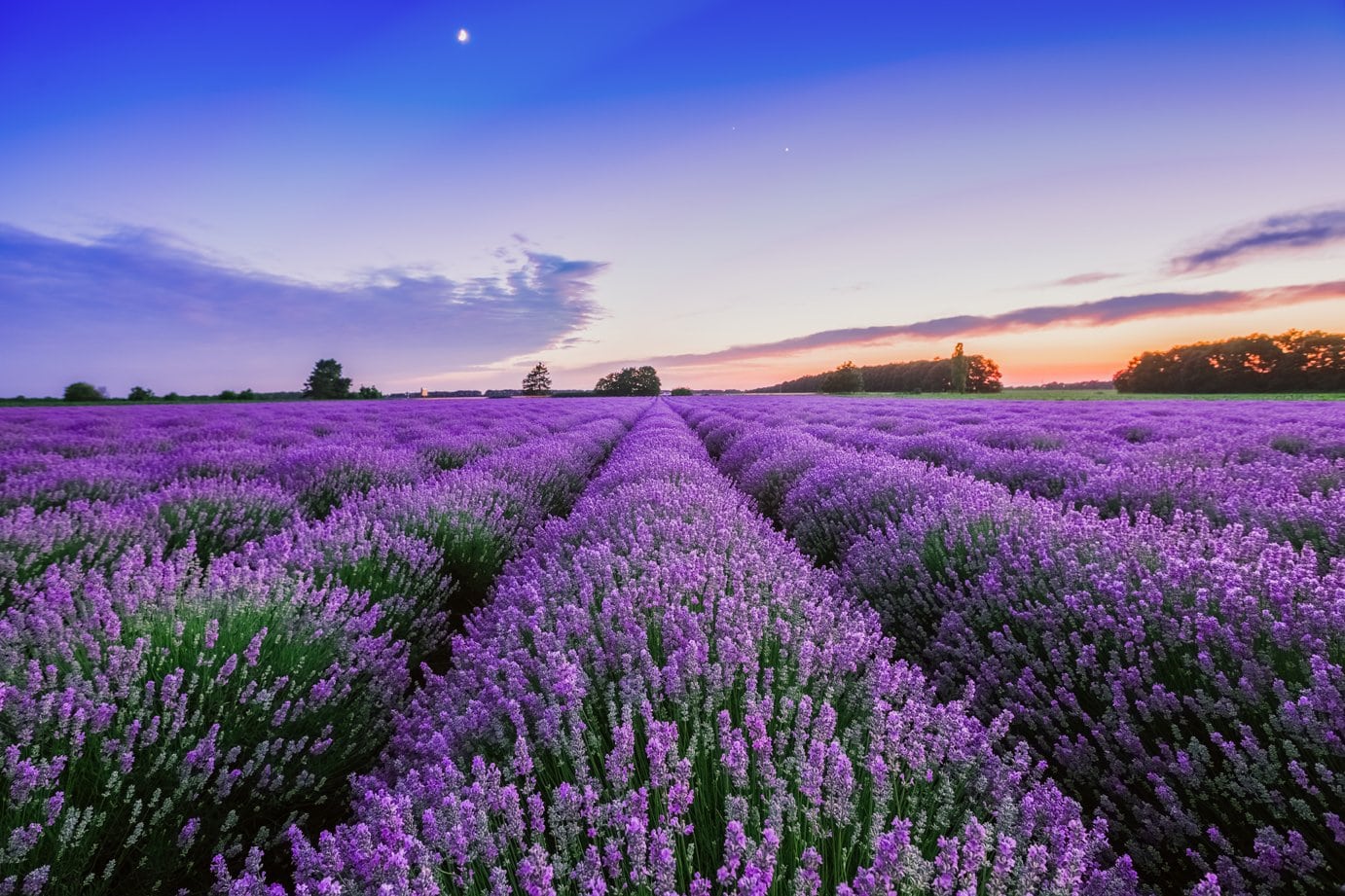 Ý nghĩa hoa oải hương Lavender