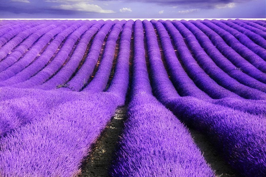 Ý Nghĩa Hoa Oải Hương Lavender - Cánh Đồng Màu Tím Của Nước Pháp