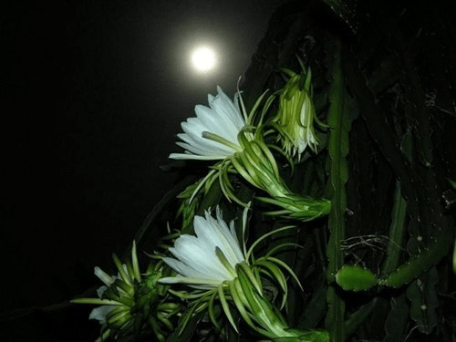  đặc điểm và ý nghĩa của hoa quỳnh - nữ hoàng bóng đêm