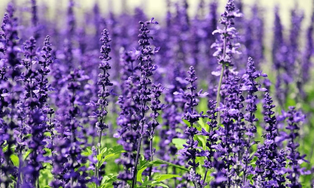 Hoa Violet 