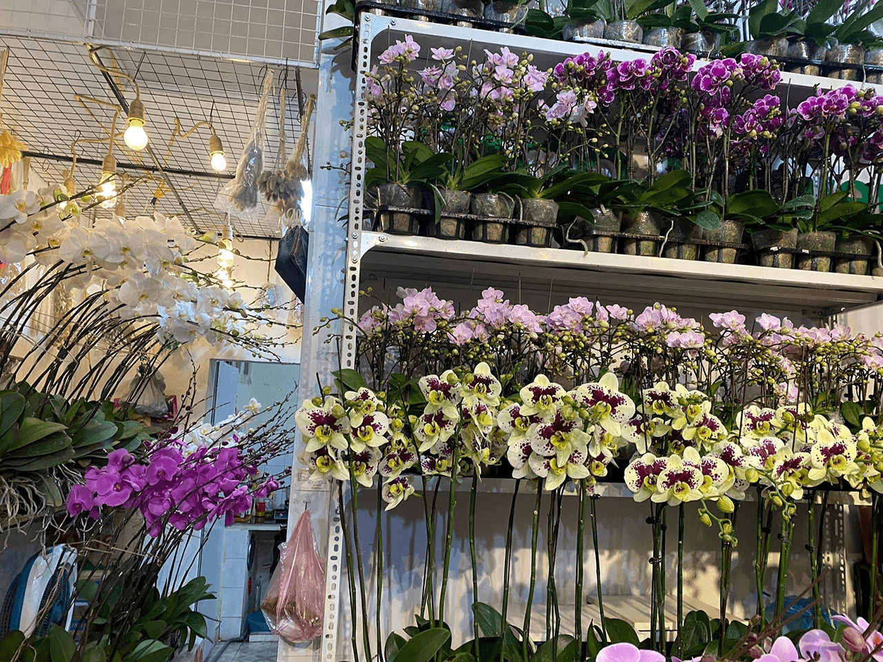 sản phẩm hoa lan được trưng bày tại shop